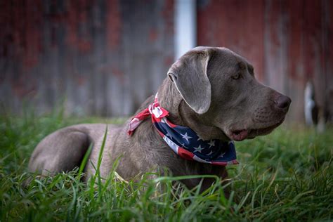 Rustic Revolver Labradors, Greeley, Colorado. 398 likes. Bettering the Labrador breed by offering health tested, athletic and hunting pedigree retrievers.
